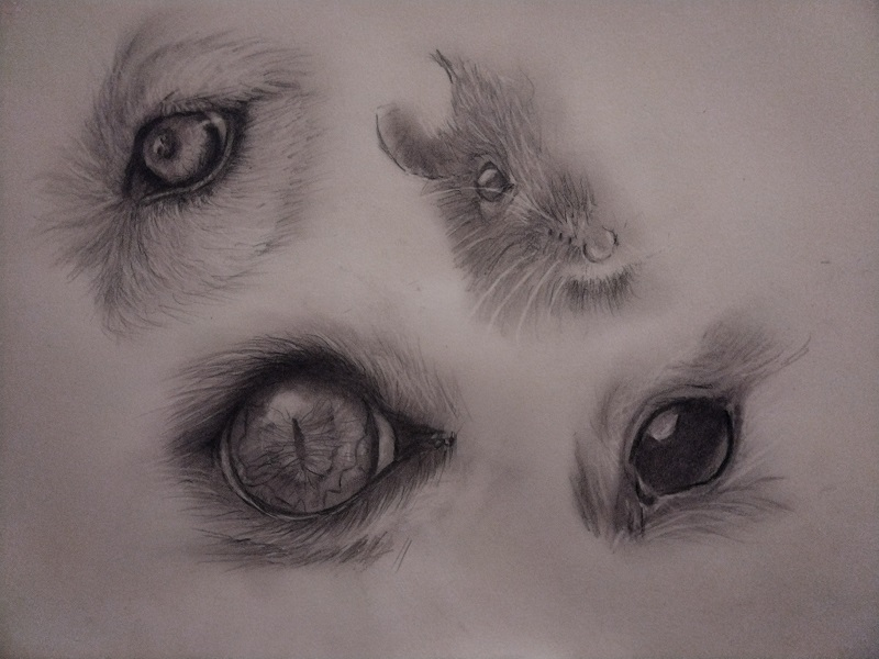 Eyes