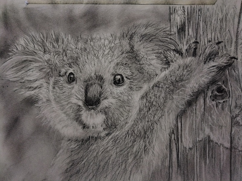 Koala