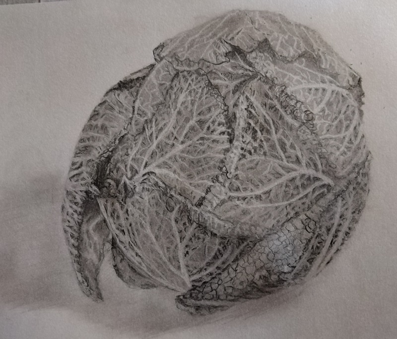 Cabbage