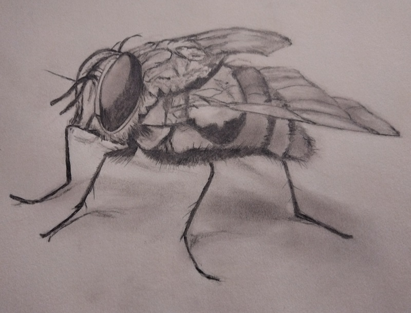Fly