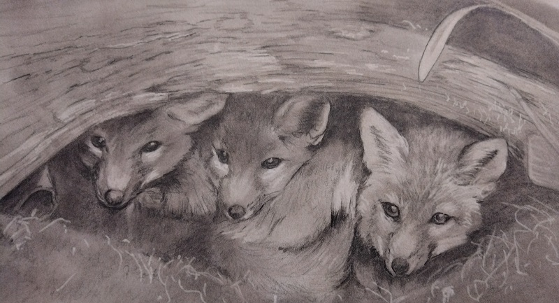 Foxes