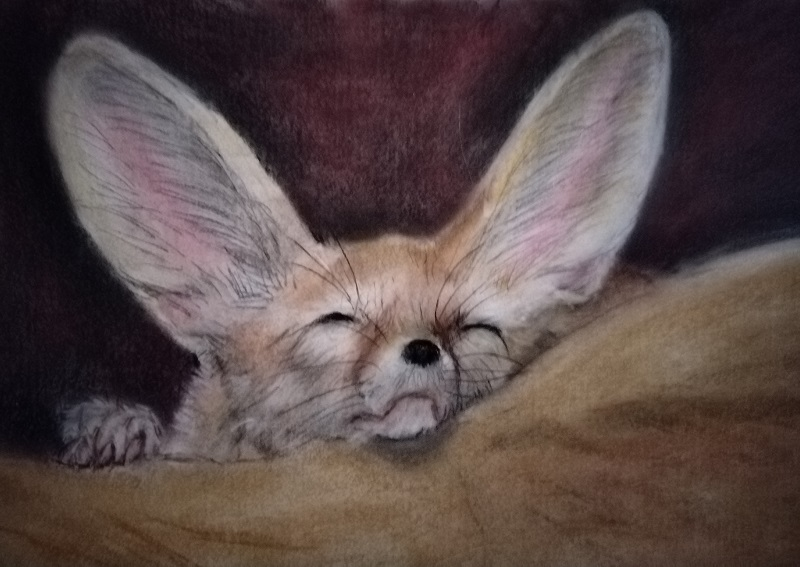 Fennec Fox