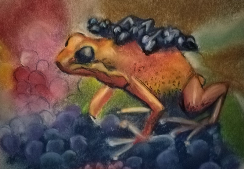 Frog
