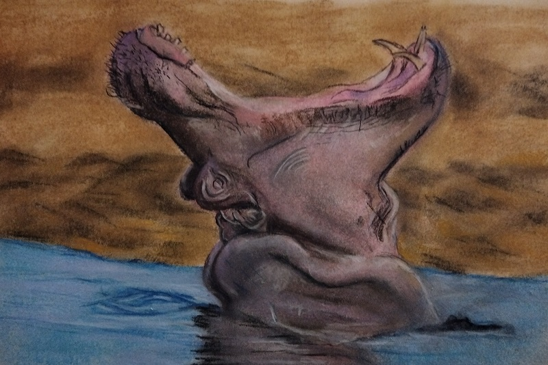 Hippopotamus 2