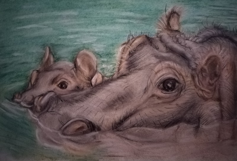 Hippopotamuses
