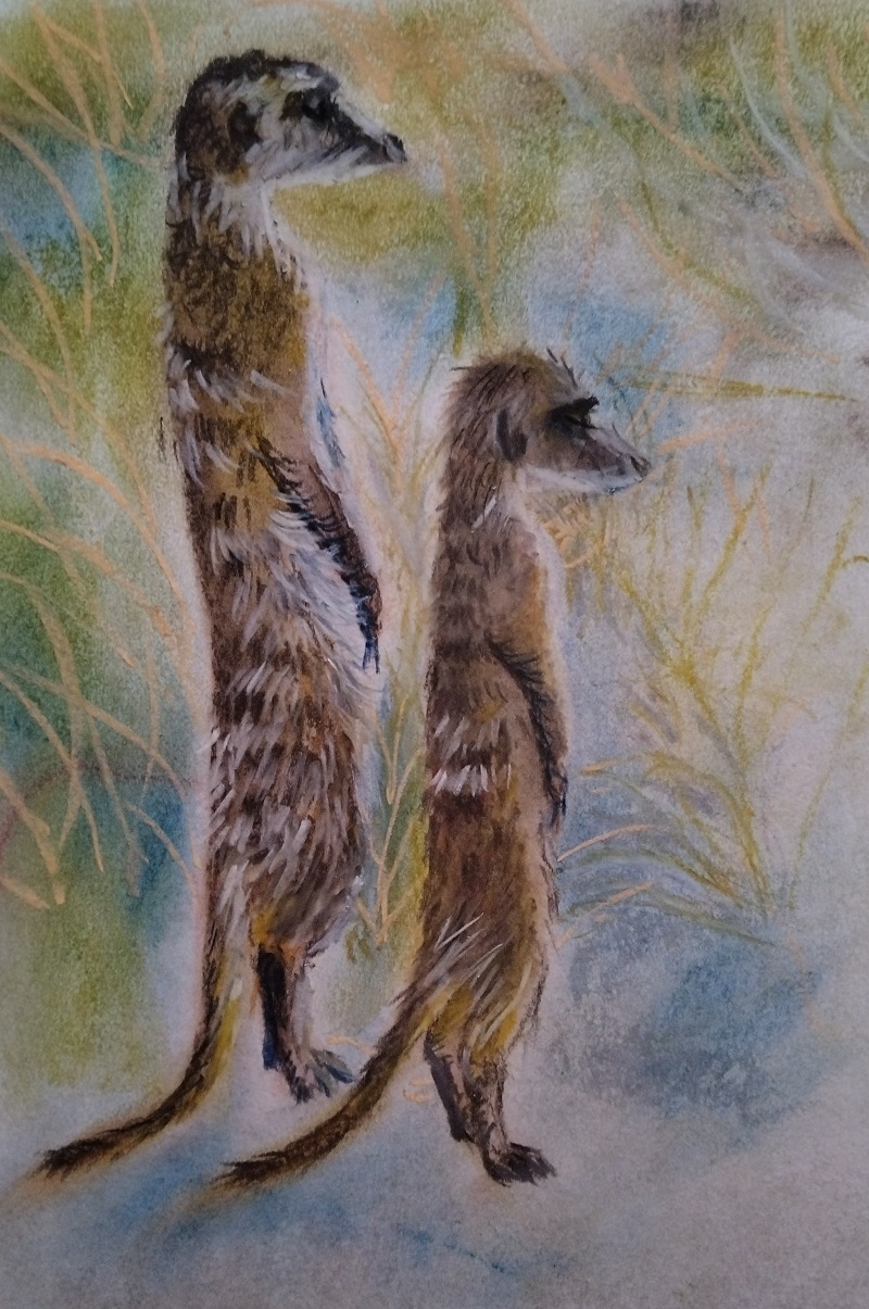 Meerkats