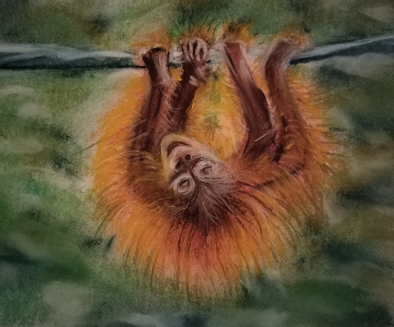 Orangutan