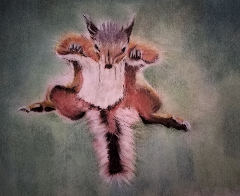 Red Squirrel